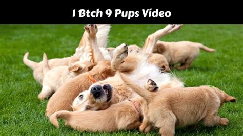 1 bitch 9 puppies. Things To Know About 1 bitch 9 puppies. 